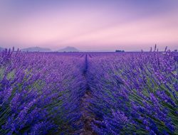 lavanda