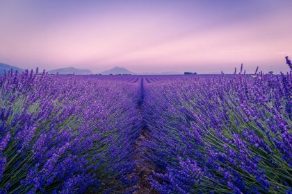 lavanda