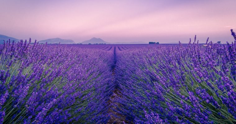 Lavanda – lekovita biljka