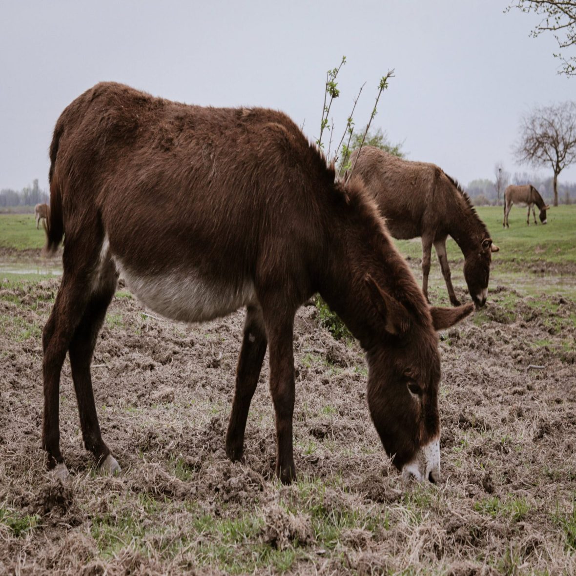 Specijalni rezervat prirode Zasavica