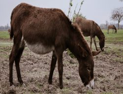 Specijalni rezervat prirode Zasavica